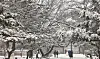 Snow blankets trees at Gyeongbok Palace in Jongno District, central Seoul, on Jan. 5. The government issued a snow advisory for all areas of Seoul except the southeastern districts of the city the same day. Up to 8 centimeters (3.15 inches) of snow is expected to fall in the capital through Monday morning. [KIM JONG-HO]