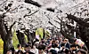 People visit the annual Yeouido Spring Flower Festival in Yeongdeungpo District, western Seoul, on April 8. [NEWS1]