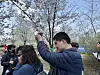 A tour participant touches flowers during Yeongdeungpo District's annual Spring Flower Festival in Yeouido, western Seoul, on April 8. [CHO JUNG-WOO]