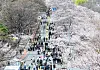 People visit the annual Yeouido Spring Flower Festival in Yeongdeungpo District, western Seoul, on April 8. [NEWS1]