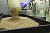 In this January 2024 photo provided by The Panama-United States Commission for the Eradication and Prevention of Cattle Screwworms (COPEG), a worker drops New World screwworm fly larvae into a tray at a facility that breeds sterile flies in Pacora, Panama. [AP/YONHAP]