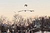 Seagulls fly near Yeouido Hangang Park in western Seoul on Feb. 27. [CHO JUNG-WOO]