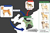 A map from a recent study shows the lineage of dogs from the Korean Peninsula. According to the map, early Korean dogs belonged to a distinct genetic lineage separate from other East Asian dog populations. Dogs and wolves also continued to interbreed long after domestication. [KOREA HERITAGE SERVICE]