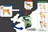 A map from a recent study shows the lineage of dogs from the Korean Peninsula. According to the map, early Korean dogs belonged to a distinct genetic lineage separate from other East Asian dog populations. Dogs and wolves also continued to interbreed long after domestication. [KOREA HERITAGE SERVICE]