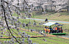 People ride a raft along the Yangjae Stream, a shallow tributary of the Han River in Seocho District, southern Seoul, as cherry blossoms reach full bloom on April 2. Rides on the stream are scheduled to run twice daily from April to October as part of a special program run by the Seocho District Office. [NEWS1]