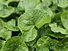 A giant green centella asiatica, which was developed after modifying 30 species available in Jeju Island [RIMAN KOREA]