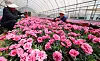 Employees of the Environmental Corporation of Incheon tend carnations grown using recycled heat energy from waste incineration at its Cheongna office in Seo District on April 28. The corporation plans to donate the flowers to local welfare groups and residents through the Incheon chapter of the Korean Red Cross and Seo District Office ahead of Parents’ Day in May, when carnations are traditionally given as symbols of love and appreciation. [YONHAP]