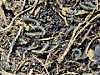 Lovebug larvae are found in Mount Gyeyang in Incheon on May 6. [HEO JEONG-WON]