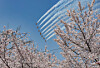 The Black Eagles, the Korean Air Force's aerobatic team, perform over Yunjung-ro in Yeouido, western Seoul, on April 5, Arbor Day, during the spring cherry blossom festival. [YONHAP]