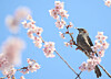 A brown-eared bulbul feeds on cherry blossom nectar, signaling the arrival of spring, at Busan Baehwa School for the Deaf in Suyeong District, Busan, on March 10. [NEWS1]