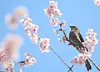 A brown-eared bulbul feeds on cherry blossom nectar, signaling the arrival of spring, at Busan Baehwa School for the Deaf in Suyeong District, Busan, on March 10. [NEWS1]