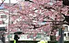 A person with an umbrella walks past cherry blossoms in full bloom in a residential neighborhood in Yeonje District, Busan, on March 18 as spring rain falls. [YONHAP]