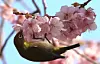 A Japanese white-eye feeds on cherry blossoms in bloom at Busan Baehwa School for the Deaf in Suyeong District, Busan, on March 9. [YONHAP]