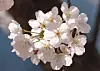 A bee collects nectar from cherry blossoms in full bloom at a small park in front of an apartment complex in Buk District, Busan, on March 23. [YONHAP]