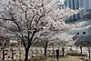 Cherry blossoms in full bloom draw the attention of passersby at a small park in front of an apartment complex in Buk District, Busan, on March 23. [YONHAP]