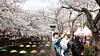 Visitors enjoy cherry blossoms in full bloom at Yeojwa Stream in Jinhae District, Changwon, South Gyeongsang, on April 3, 2025. [YONHAP]