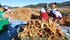 Farmers sort six-year-old ginseng harvested from a ginseng field in Ganghwa County, Incheon, on Oct. 27, 2025. [YONHAP]