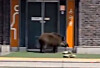 A wild boar is standing in front of a public bathroom [SCREEN CAPTURE]