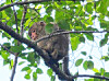One of the two monkeys that escaped from the small zoo at Hwanho Park in Buk District, Pohang, North Gyeongsang, on May 10. [POHANG NORTH FIRE STATION]
