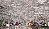 On the opening day of the Jinhae Gunhangje Festival, Korea’s largest spring flower festival, visitors enjoy the cherry blossoms and spring atmosphere around Yeojwacheon Stream in Jinhae District, Changwon, South Gyeongsang, on March 27. [NEWS1]