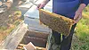 Honeybees swarm across a honeycomb frame inside a hive in Gimje, North Jeolla, on May 1. [KIM JUN-HEE]