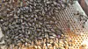 Honeybees swarm across a honeycomb frame inside a hive in Gimje, North Jeolla, on May 1. [KIM JUN-HEE]