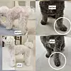Before-and-after photos show improved posture after multiple massage sessions. [RE:DM PET HEALTHCARE]