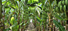 Bananas are grown at a farm in Shinan County, South Jeolla. [LOTTE MART]