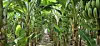 Bananas are grown at a farm in Shinan County, South Jeolla. [LOTTE MART]