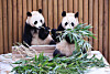 Twin pandas Rui Bao and Hui Bao at their enclosure, the Panda Second House, in Everland [SAMSUNG C&T CORPORATION]