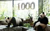 Twin pandas Rui Bao and Hui Bao celebrate the 1,000th day since their birth at their enclosure, the Panda Second House, in Everland on April 2. [SAMSUNG C&T CORPORATION]