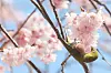 A warbling white-eye forages for nectar on a branch of a cherry blossom in full bloom in Suyeong District, Busan, on March 10. [NEWS1]