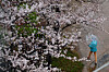 A pedestrian carrying an umbrella walks across a street in Pohang, North Gyeongsang, on March 31. [NEWS1]