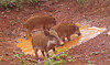 An photo of wild boars unrelated to the story [NATIONAL INSTITUTE OF BIOLOGICAL RESOURCE]