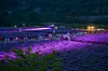 The 'Mureung Byeolyucheonji Lavender Festival' in Donghae, Gangwon [DONGHAE CITY]
