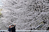 A couple takes a selfie photo near the cherry blossoms in full bloom at a park in Seoul on April 4. [AP/YONHAP]
