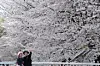 A couple takes a selfie photo near the cherry blossoms in full bloom at a park in Seoul on April 4. [AP/YONHAP]