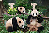 Giant panda twins, Hui Bao and Rui Bao, and their mother, Ai Bao, eat bamboo at Everland in Yongin, Gyeonggi, on July 7, 2025. [NEWS1]
