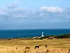 Horses graze by the sea just south of Seongsan Ilchulbong in Jeju on April 4. [JIM BULLEY]