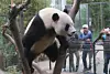 Male giant panda Le Bao, the father of Fu Bao, Hui Bao and Rui Bao, is seen at Everland in Gyeonggi in an undated photo. [JOONGANG ILBO]