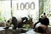 Twin pandas, Rui Bao and Hui Bao, celebrate their 1,000th day of life at Everland in Yongin, Gyeonggi, on April 2. [NEWS1]