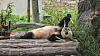 Fu Bao is seen while eating bamboo at a panda base in China in an undated photo. [JOONGANG ILBO]