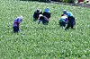 Farmers prepare to harvest garlic at a garlic field in Daegu on May 10. [NEWS1]