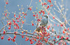 A bird eats a cornelian cherry fruit in Hamyang County, South Gyeongsang, on March 4. [YONHAP]