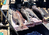 Four of the five 'dotdom' that were caught off the coast of Busan on April 19 [YONHAP]
