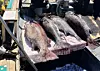 Four of the five 'dotdom' that were caught off the coast of Busan on April 19 [YONHAP]