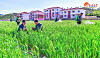 Farmers in North Korea take care of their crops in an undated photo carried by the state-run Rodong Sinmun. [NEWS1]