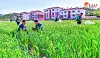 North pushes rice transplanting as 'key business' as it faces food ...
