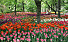 A sea of tulips are in full bloom at the Seoul Forest in Seongdong District, eastern Seoul, on May 7, 2019. [JOONGANG ILBO]