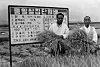 A farmer who achieved a high-yield harvest with Tongil rice poses with bundles of harvested rice in a rural village in Hwaseong, Gyeonggi, in the 1970s. The government designated and supported collective cultivation zones to expand nationwide adoption of Tongil rice, which was developed in 1971. [JOONGANG PHOTO]